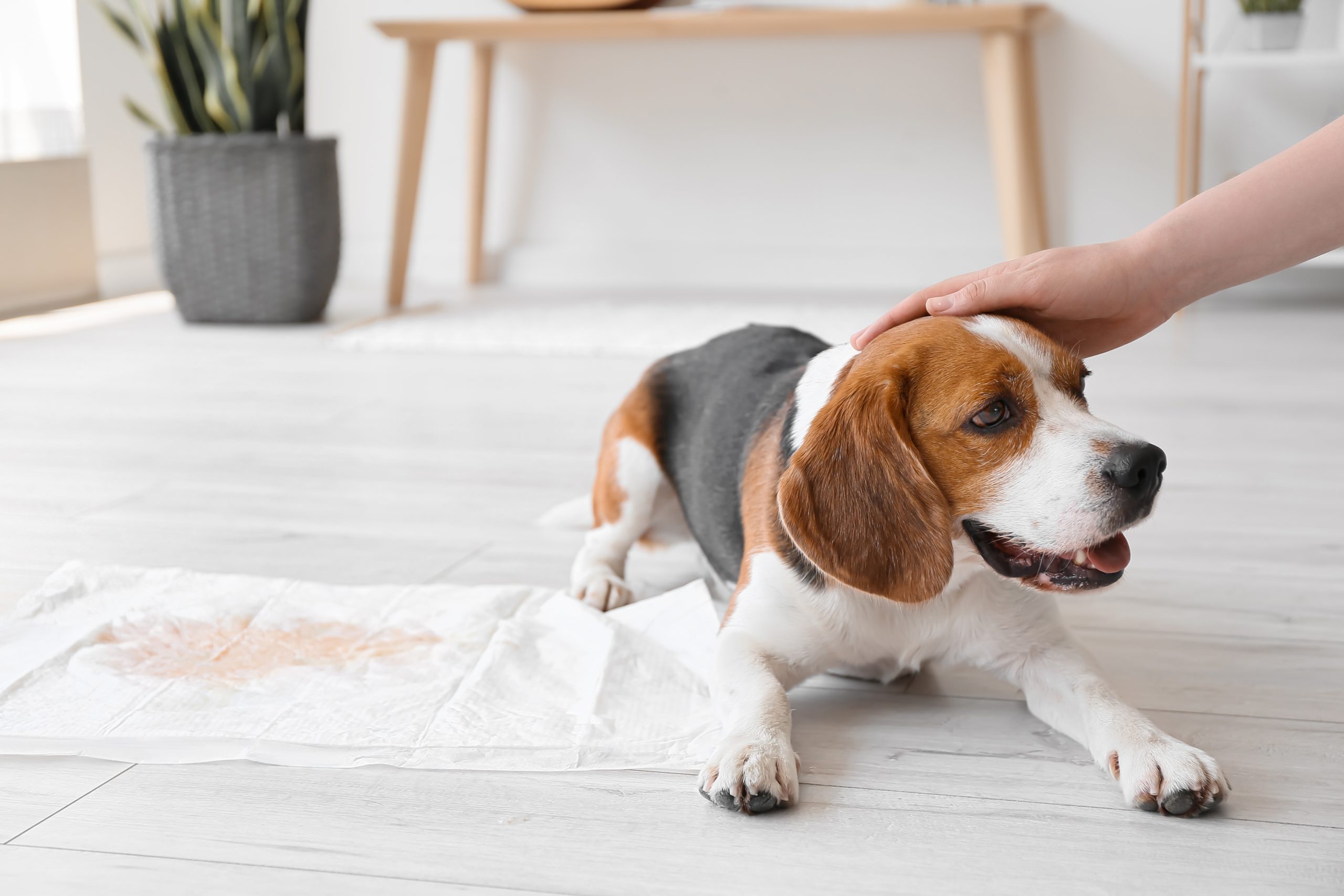 Cute,Dog,Near,Underpad,With,Wet,Spot,On,Floor