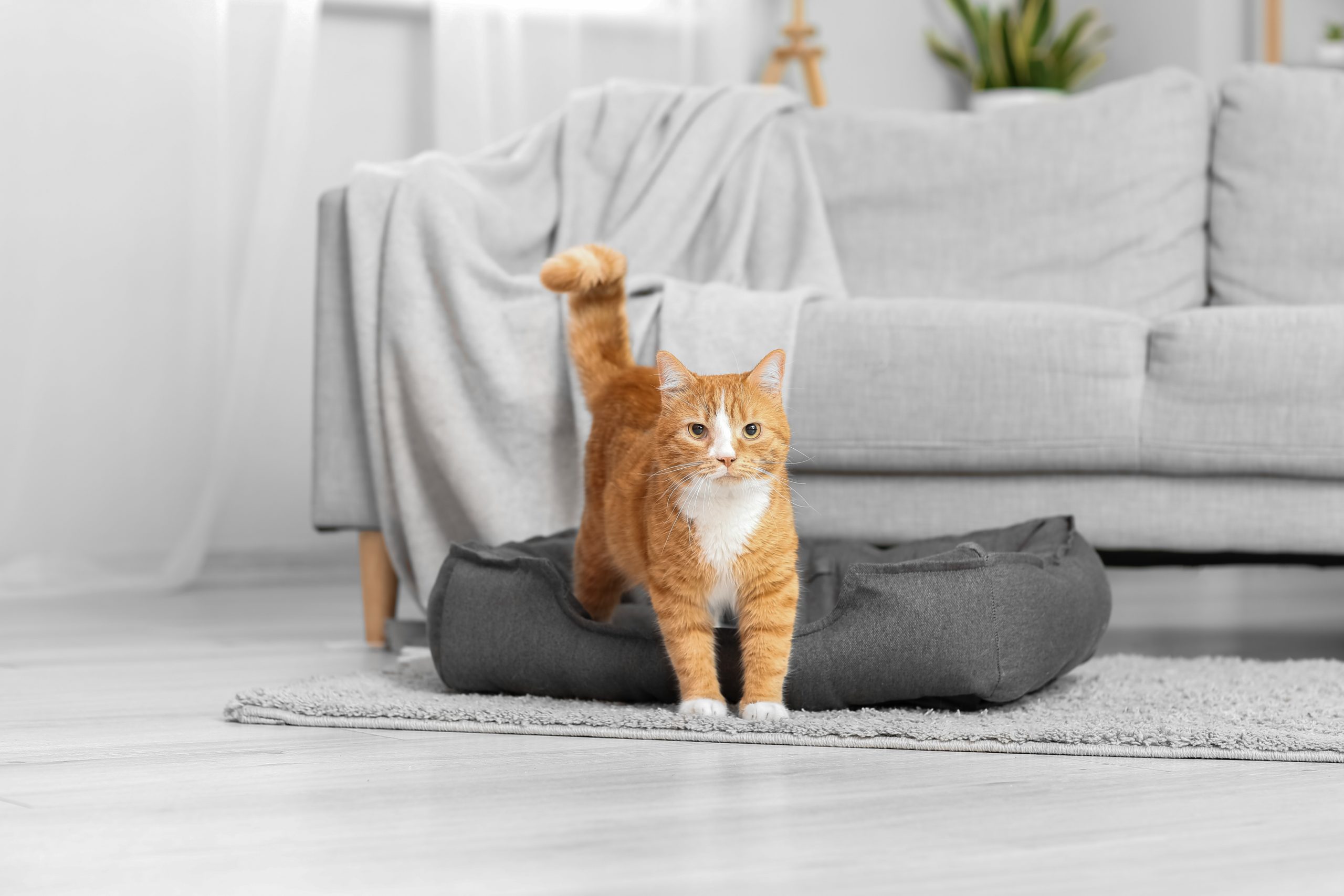 Cute,Red,Cat,In,Pet,Bed,Near,Sofa